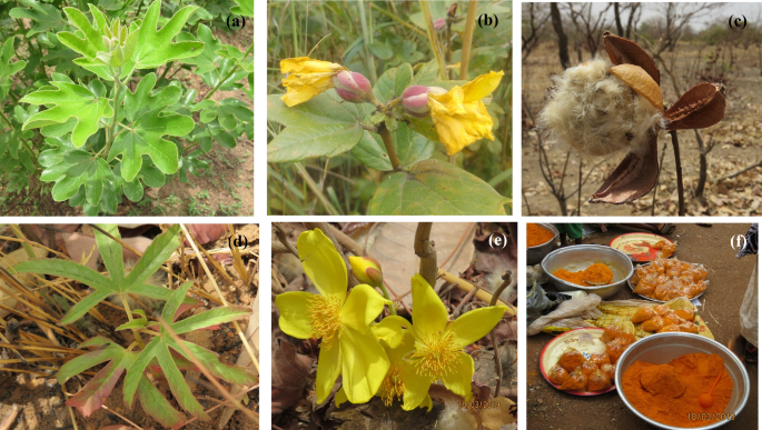 Cochlospermum regium (Schrank) Pilg., Plants of the World Online