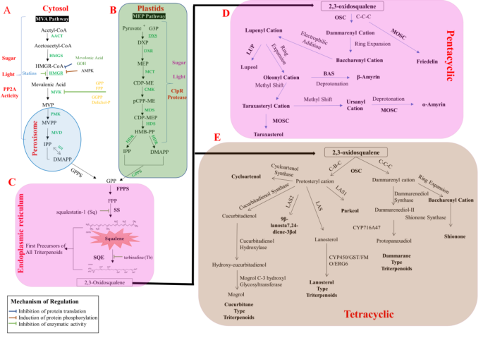 how do we get glutathione Glutathione - an overview