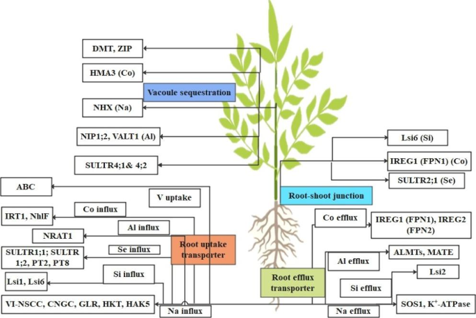 Beneficial elements: New Players in improving nutrient use efficiency and abiotic stress tolerance | Plant Growth Regulation