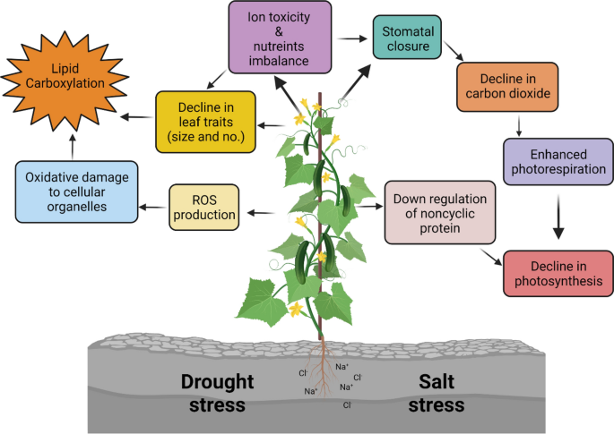 Alleviation of drought and salt stress in vegetables: crop responses and  mitigation strategies | Plant Growth Regulation | Springer Nature Link
