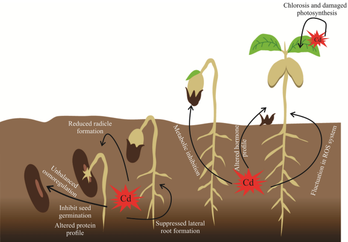 Cadmium toxicity impacts plant growth and plant remediation strategies |  Plant Growth Regulation | Springer Nature Link