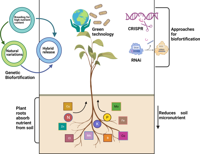 RETRACTED ARTICLE: Plant nutrient dynamics: a growing appreciation for the  roles of micronutrients | Plant Growth Regulation | Springer Nature Link