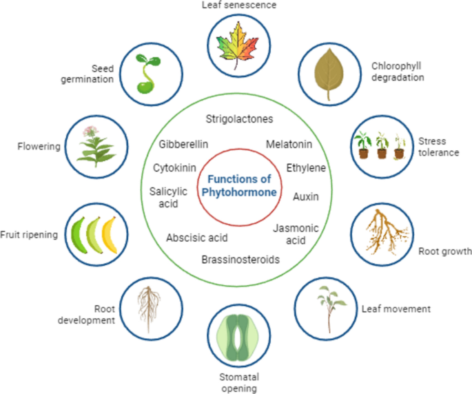 Phytohormonal signaling in plant resilience: advances and strategies for  enhancing abiotic stress tolerance | Plant Growth Regulation | Springer  Nature Link