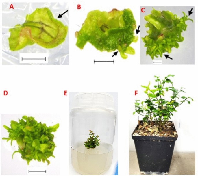 Exploring two bioreactor systems for micropropagation of Vaccinium  membranaceum and the antioxidant enzyme profiling in tissue culture-raised  plants | Plant Growth Regulation | Springer Nature Link