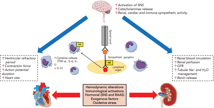 The Molecular Mechanism and Therapeutic Strategy of Cardiorenal Syndrome  Type 3