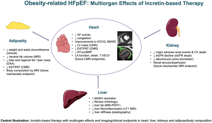 mayo clinic glp-1 oral solution Reframing obesity-related HFpEF as a multiorgan syndrome: incretin-based  therapies and imaging endpoints | Heart Failure Reviews
