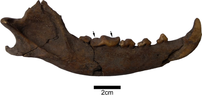 Eyes of the dingo provide insight into how dogs became our