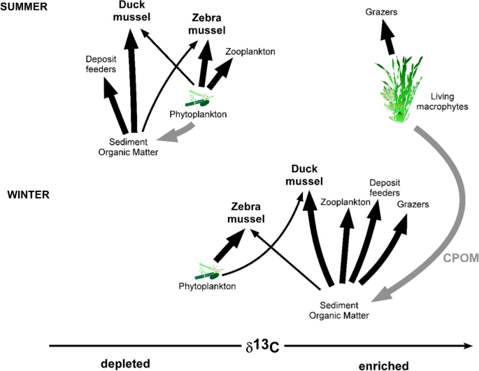 PDF) Investigating the use of macrophyte stable C and N isotopic