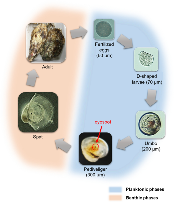 Light wavelength and intensity effects on larval phototaxis in the Pacific oyster Crassostrea gigas (Thunberg, 1793) - Hydrobiologia