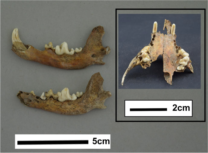 Easton Dog Skeleton - The Salisbury Museum