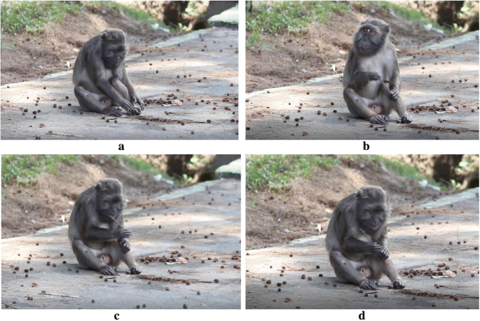 A monkey helped harvest and husking the coconut. Long-tailed monkeys or  long-tailed macaque in Pariaman, not just animals that live in the wild,  but these monkeys are also utilized by the local