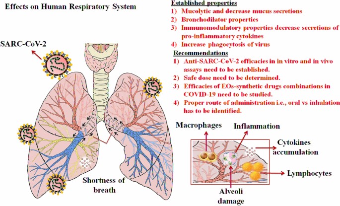 COVID-19 and therapy with essential oils having antiviral,  anti-inflammatory, and immunomodulatory properties | Inflammopharmacology