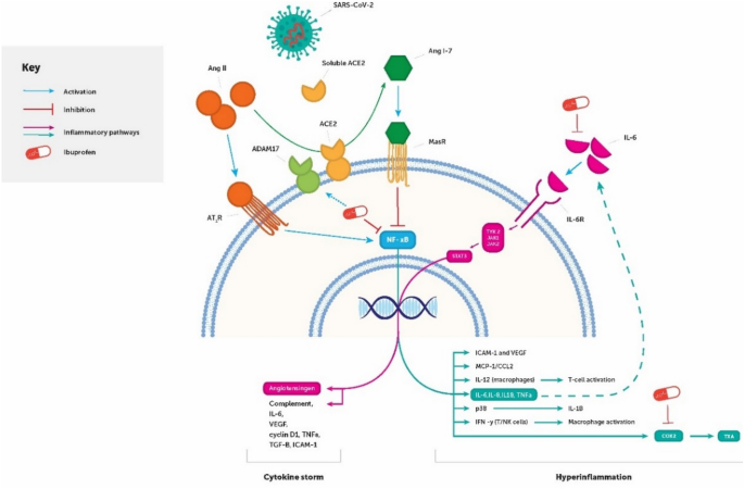 A narrative review of the potential pharmacological influence and safety of  ibuprofen on coronavirus disease 19 (COVID-19), ACE2, and the immune  system: a dichotomy of expectation and reality | Inflammopharmacology