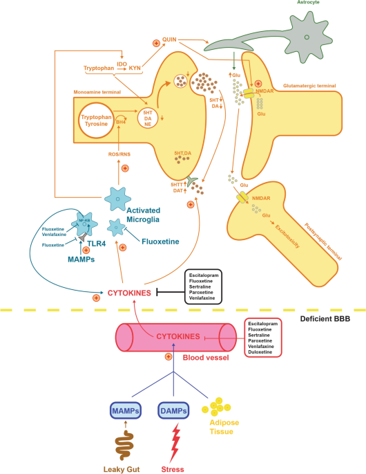 The anti-inflammatory role of SSRI and SNRI in the treatment of depression: a review of human and rodent research studies | Inflammopharmacology