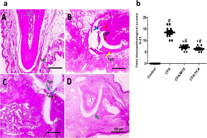 Rat resistance to rheumatoid arthritis induction as a function of the  early‐phase adrenal–pineal crosstalk - Córdoba‐Moreno - 2023 - The Journal  of Physiology - Wiley Online Library