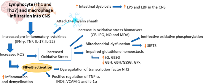 glutathione myelin sheath repair Melatonin and multiple sclerosis: antioxidant, anti-inflammatory and  immunomodulator mechanism of action | Inflammopharmacology