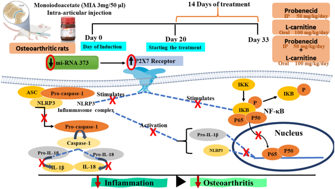l carnitine cause gout L-Carnitine augments probenecid anti-inflammatory effect in  monoiodoacetate-induced knee osteoarthritis in rats: involvement of  miRNA-373/P2X7/NLRP3/NF-κB milieu | Inflammopharmacology