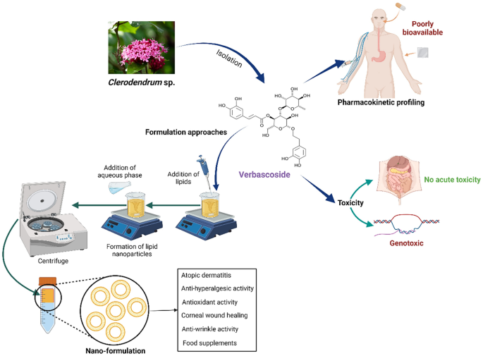 Verbascoside: comprehensive review of a phenylethanoid macromolecule and its journey from nature to bench | Inflammopharmacology | Springer Nature Link Verbascoside: comprehensive review of a phenylethanoid macromolecule and its journey from nature to bench | Inflammopharmacology | Springer Nature Link