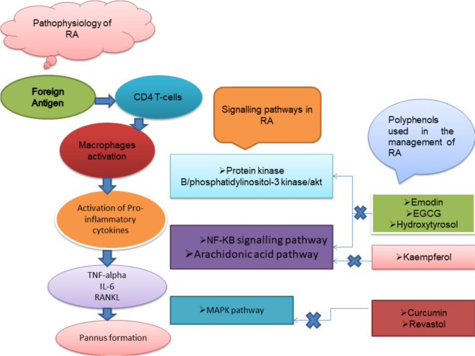 glutathione benefits for rheumatoid arthritis Role of polyphenolics in the management of rheumatoid arthritis through  intracellular signaling pathways: a mechanistic review |  Inflammopharmacology