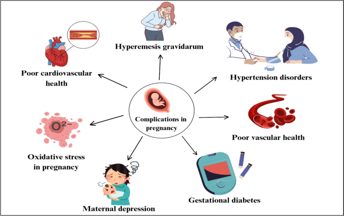 Protecting vascular health: the role of flavonoids during pregnancy  complications in mitigating the risk of vascular dementia later in life |  Inflammopharmacology