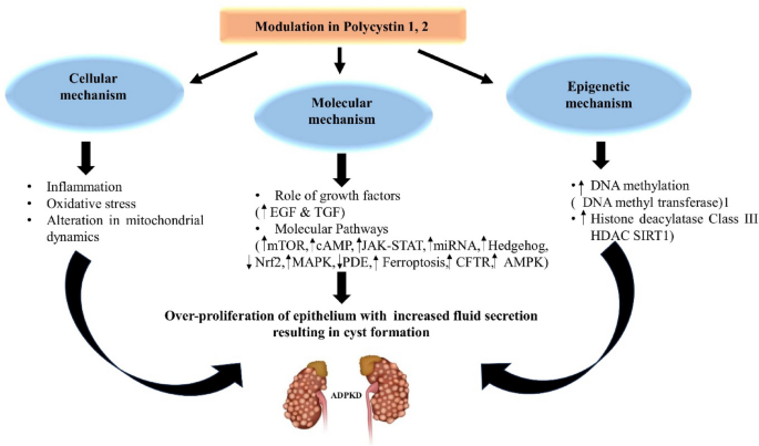 glp 1 polycystic kidney disease Can a diabetes drug slow