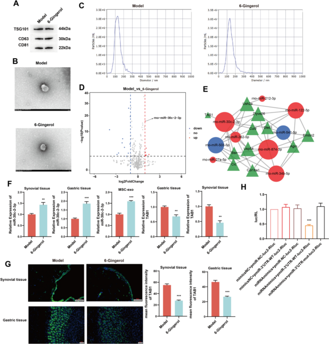 kb glutathione side effects Anti-inflammatory effects of 6-gingerol on arthritis in rats by inhibition  of the NF-kB TAB1 signaling pathway | Inflammopharmacology