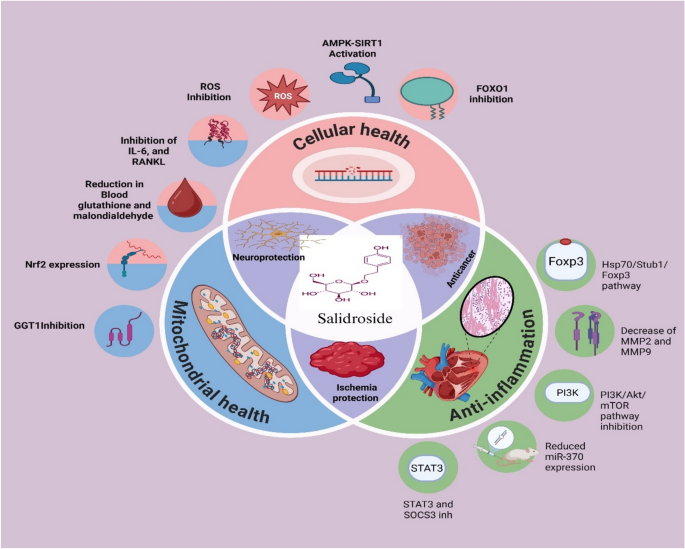 glutathione anti inflammatory Salidroside and inflammation-linked disorders: integrative insights into  the pharmacological effects and mechanistic targets | Inflammopharmacology