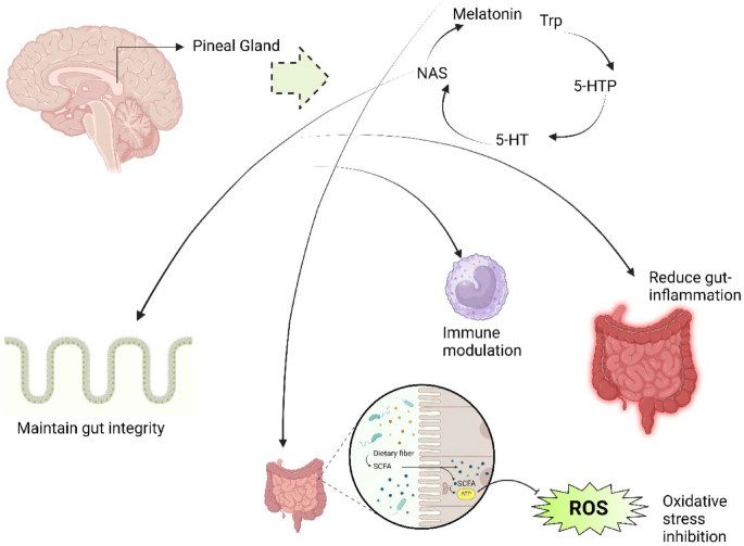 can glutathione cause insomnia The melatonin-microbiome axis: a new frontier in gut health for the  immunomodulatory, antioxidant and anti-inflammatory properties |  Inflammopharmacology