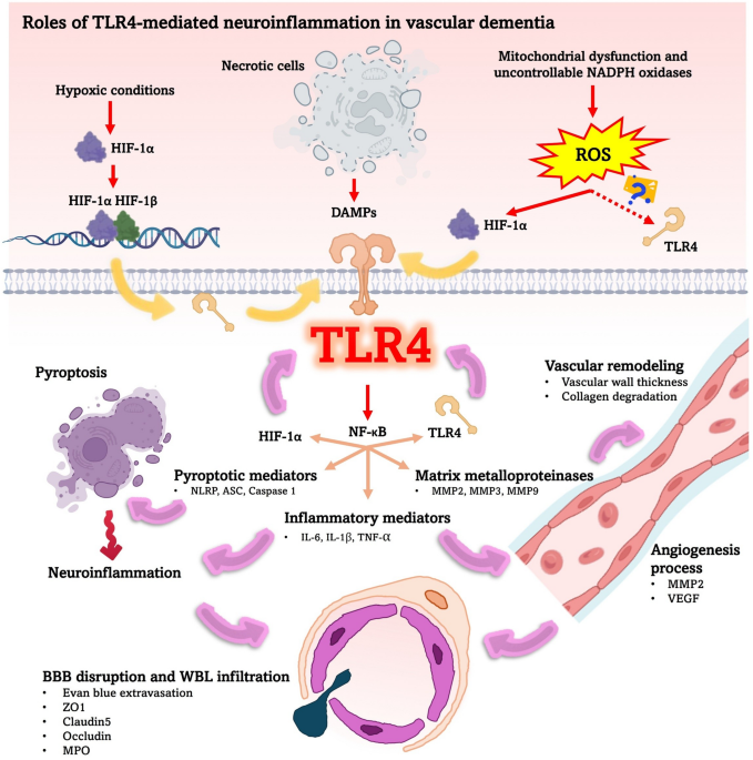 l glutathione dosage for dementia Neuroprotective effects of piracetam in vascular dementia: a review of toll-like receptor 4 -mediated neuroinflammatory pathways | Inflammopharmacology 157 How Much Does Peptide -:1 Box
