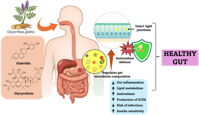 Bioactive compounds of Glycyrrhiza glabra and their functional role in modulating gut inflammation and intestinal homeostasis | Inflammopharmacology