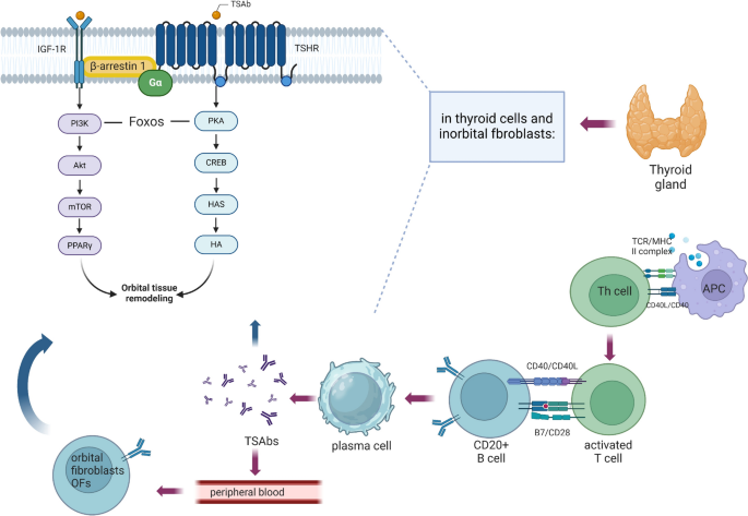 igf-1 lr3 pre or post workout Insulin-Like Growth Factor-1 (IGF-1) and Its Monitoring in Medical Diagnostic and in Sports igf-1 lr3 pre or post workout Insulin-Like Growth Factor-1 (IGF-1) and Its Monitoring in Medical Diagnostic and in Sports