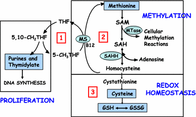 hypomethylation and glutathione deficiency depletion dna hypomethlyation Nutrition Methylation: How Dietary Methyl Donors Affect Reproduction and Aging Summary. Depletion of glutathione (GSH)  glutathione depletion dna hypomethylation Nutrition