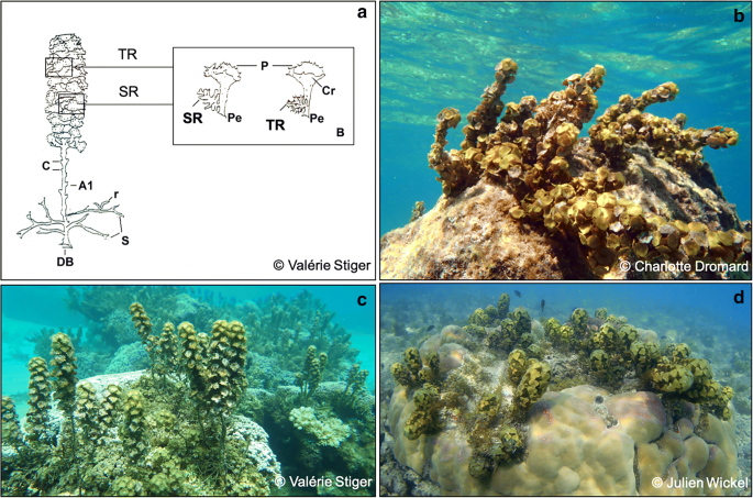 Coral Reef & Le Classique
