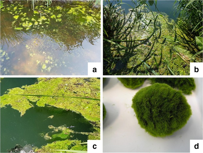A geometrical approach explains Lake Ball (Marimo) formations in