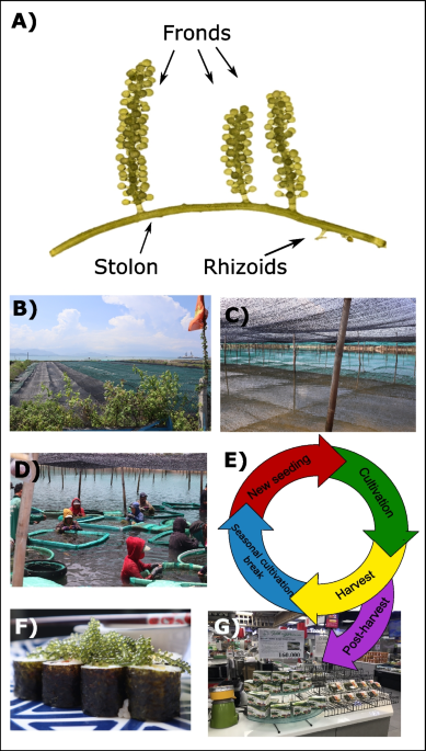 Sea grapes (Caulerpa lentillifera J. Agardh, Chlorophyta) for human use:  Structured review on recent research in cultivation, nutritional value, and  post-harvest management