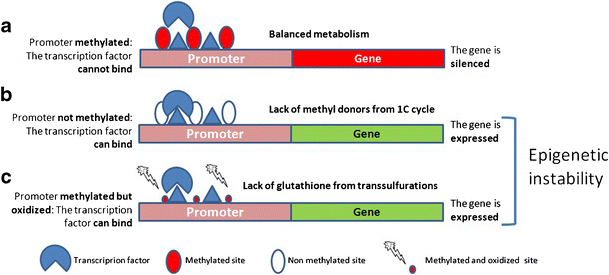 balance factor glutathione Improvement of gamete quality by stimulating and feeding the endogenous antioxidant system: mechanisms, clinical results, insights on gene-environment interactions and the role of diet Pack Size:5 Kg / 11 Lbs Homesteady Health Blog Page Green Pasture