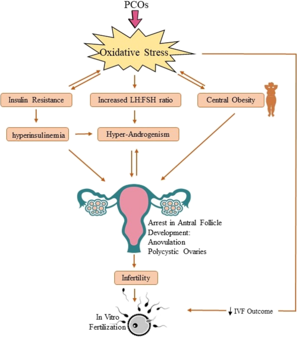 is glutathione safe for pcos Antioxidant supplementations ameliorate PCOS complications: a review of  RCTs and insights into the underlying mechanisms | Journal of Assisted  Reproduction and Genetics