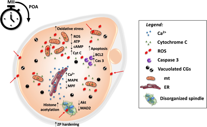 In vivo and in vitro postovulatory aging: when time works against oocyte quality? | Journal of Assisted Reproduction and Genetics