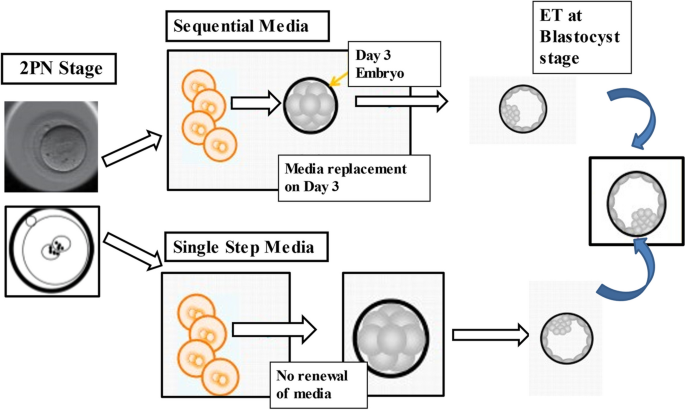 https://media.springernature.com/m685/springer-static/image/art%3A10.1007%2Fs10815-023-02934-5/MediaObjects/10815_2023_2934_Fig2_HTML.png