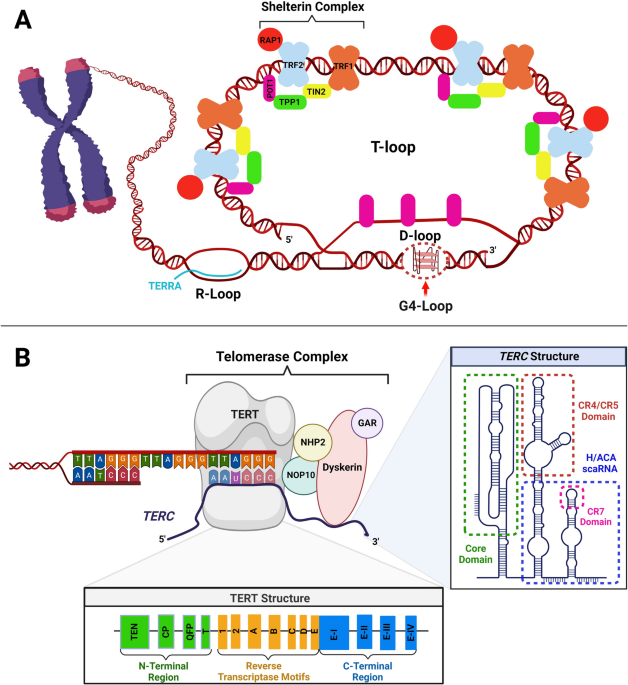 glutathione telomeres Frontiers T.A. Sciences TA-65 Telomere Activation