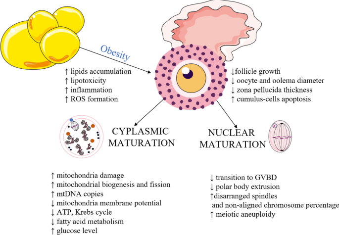 can glutathione cause missed period New aspect on the regulation of in vitro oocyte maturation: role of the  obesity, neuropeptides and adipokines | Journal of Assisted Reproduction  and Genetics
