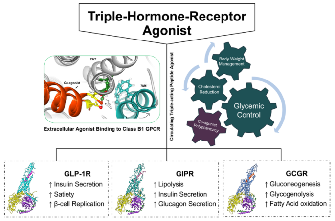Design of a metabolically-stable peptide therapeutic with triple-hormone-receptor agonist activity | Journal of Computer-Aided Molecular Design