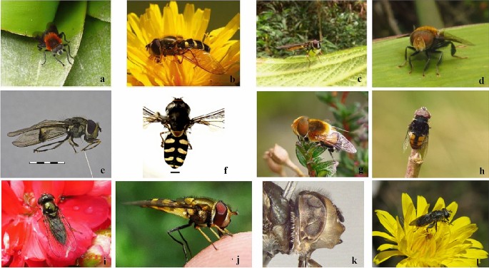 PDF) The fauna of hoverflies (Diptera: Syrphidae) of Vojvodina