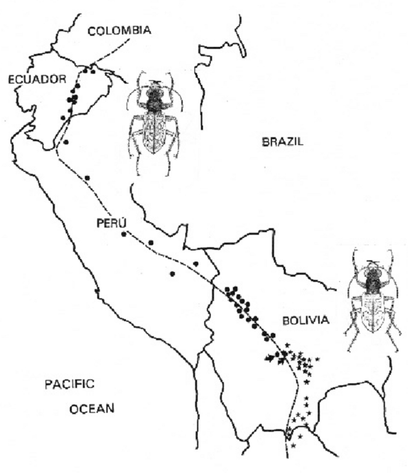 Ants  Tabula Candida