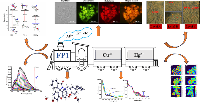 A fluorescein appended probe for specific detection of Cu2+ and Hg2+ ions: latent fingerprints, cell imaging, logic gate and theoretical investigation - Journal of Inclusion Phenomena and Macrocyclic Chemistry