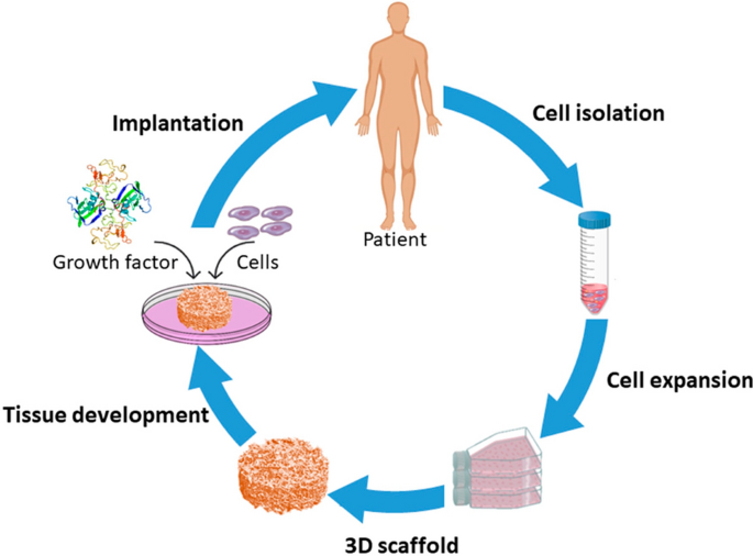 Schematic diagram showing stem cell isolation and tissue regeneration