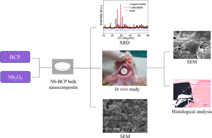 In vivo evaluation of interactions between biphasic calcium phosphate (BCP)-niobium  pentoxide (Nb2O5) nanocomposite and tissues using a rat critical-size  calvarial defect model