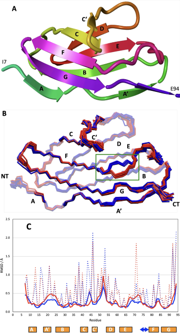 Solution NMR study of the titin I-band IgI domain I82 shows unusual conformational dynamics - Journal of Biomolecular NMR
