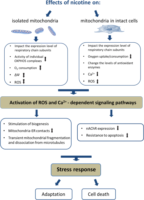 Mitochondria as a possible target for nicotine action | Journal of  Bioenergetics and Biomembranes