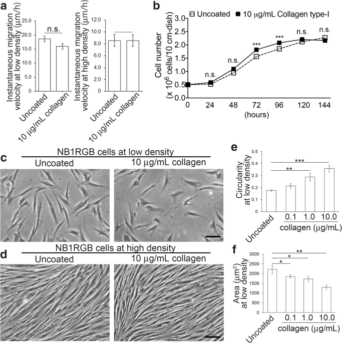 The effects of coating culture dishes with collagen on fibroblast cell  shape and swirling pattern formation | Journal of Biological Physics